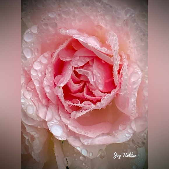 Other - Close-Up Pink Rose Photo Print 8x10